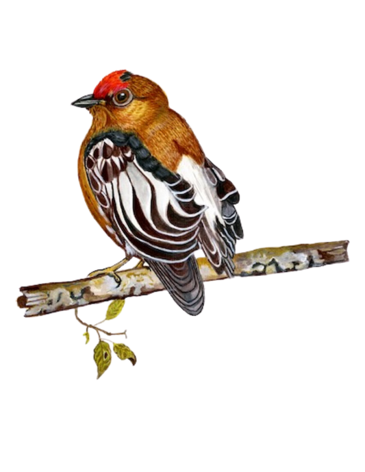 Hand-painted acrylic: Club-winged Manakin by Lilly Sylva