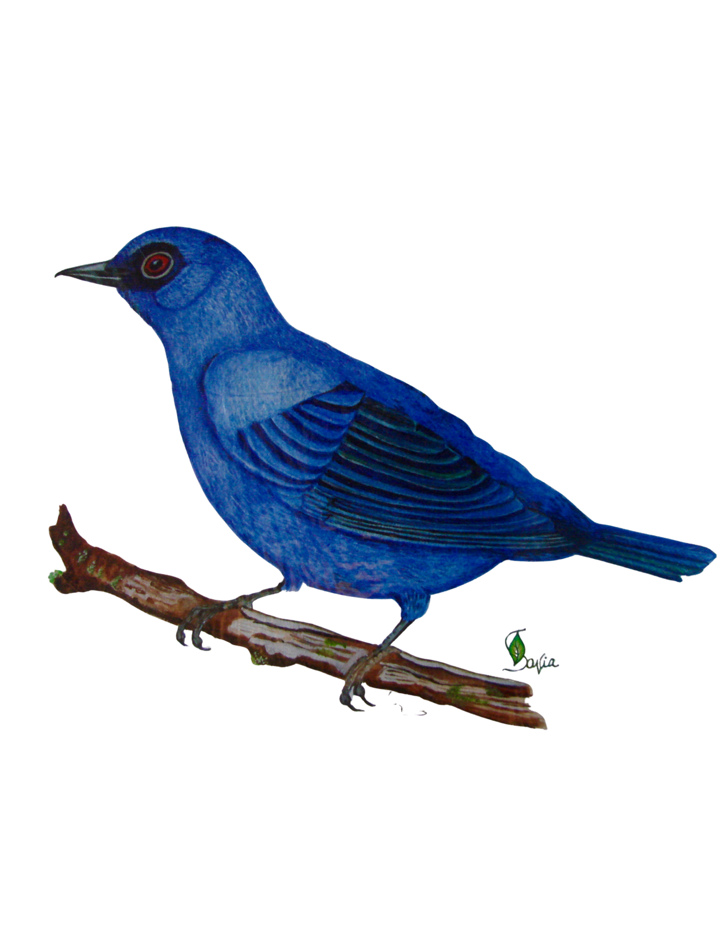 Hand-painted acrylic: Blue-and-Black Tanager by Lilly Sylva