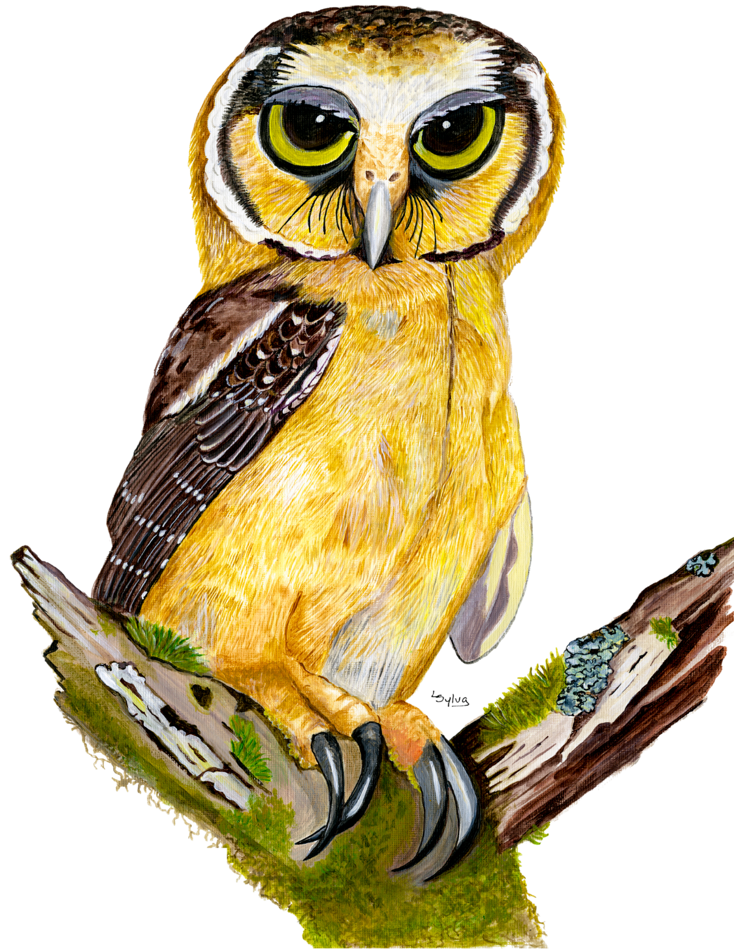 Hand-painted acrylic: Buff-fronted Owl by Lilly Sylva