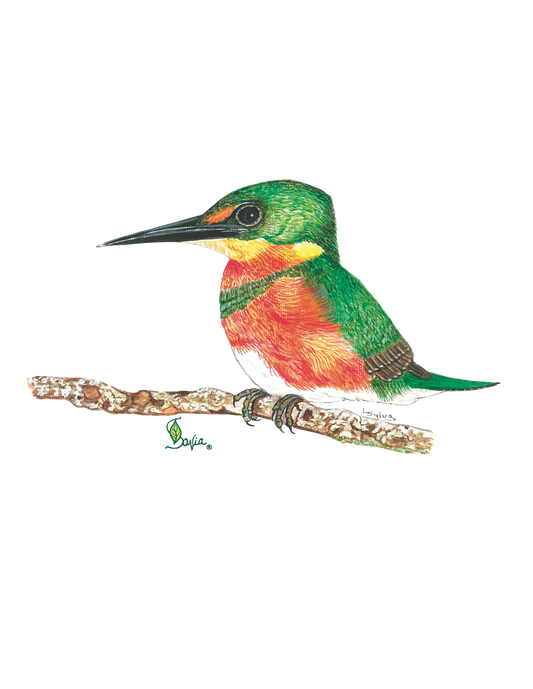 Hand-painted acrylic: American Pygmy Kingfisher by Lilly Sylva