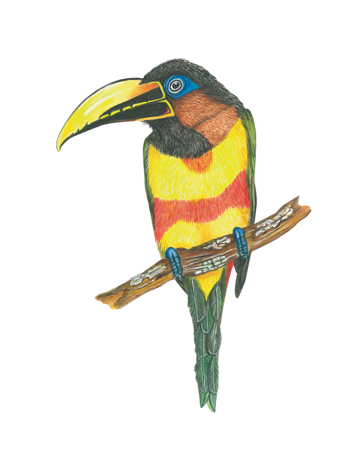 Hand-painted acrylic: Chestnut-eared Araçari by Lilly Sylva