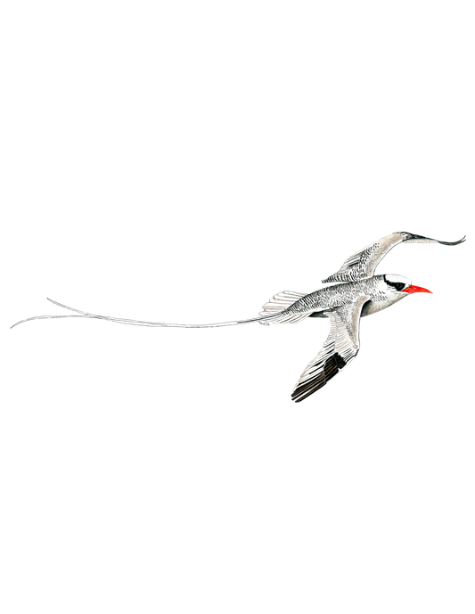 Original acrylic painting: hand-painted Red-billed Tropicbird by Lilly Sylva