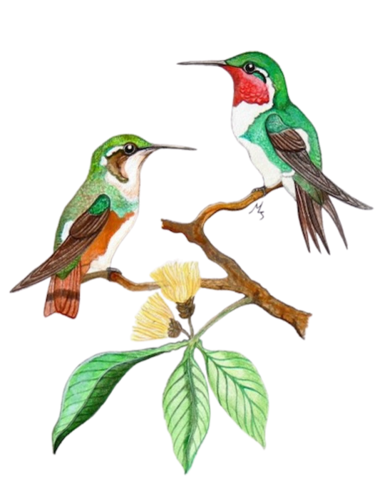 Original acrylic painting: hand-painted White-bellied Woodstar by Lilly Sylva