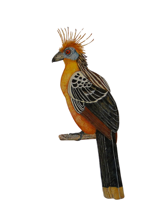 Hand-painted acrylic: Hoatzin study by Lilly Sylva