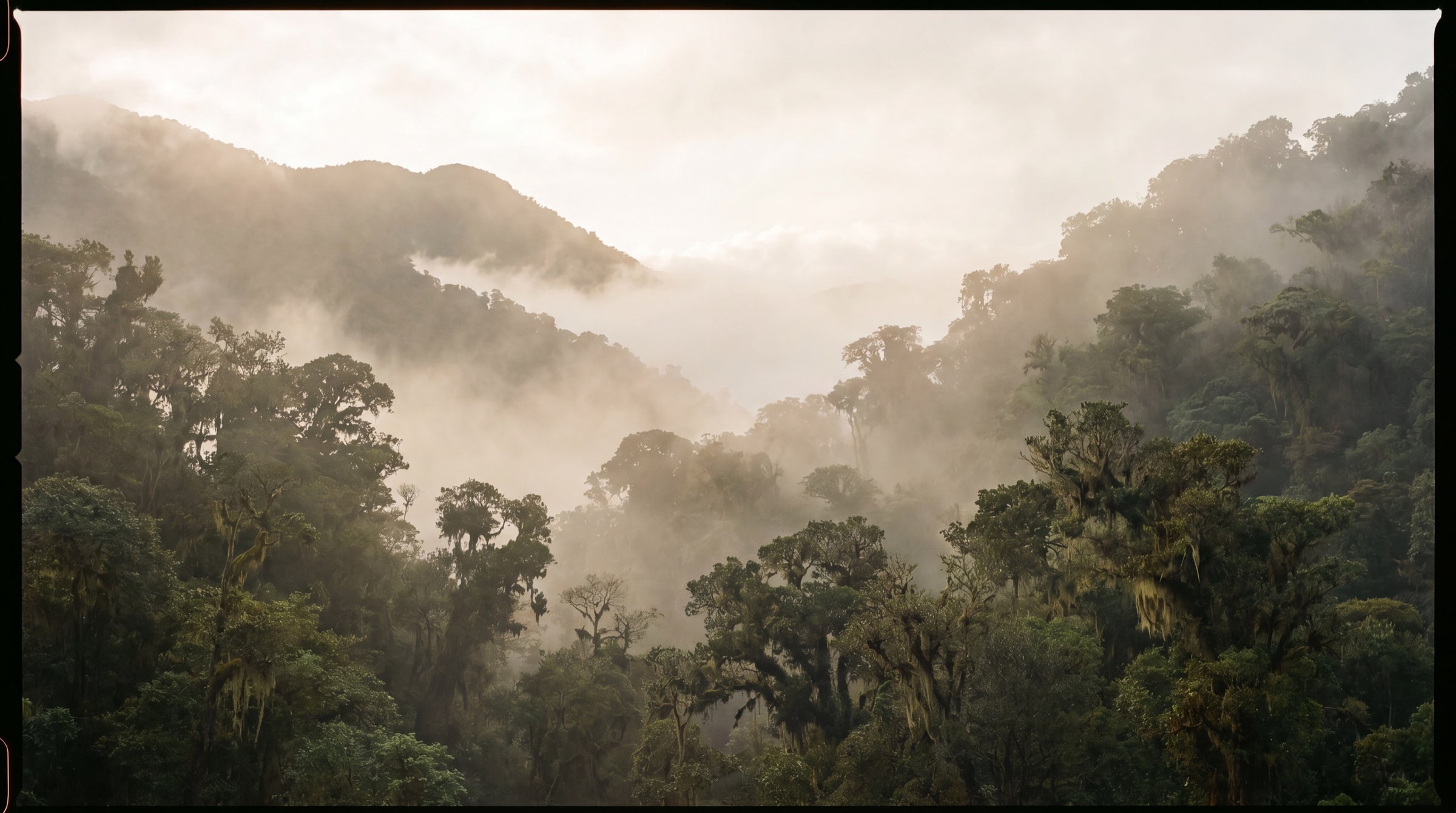 Andean cloud forest