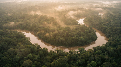 Amazon basin