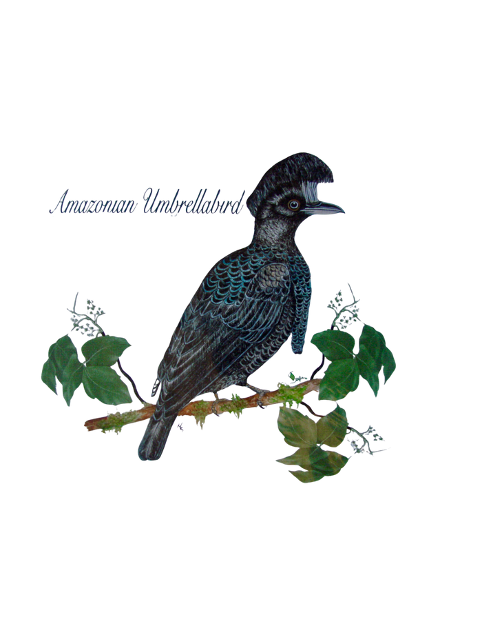 Hand-painted acrylic: Amazonian Umbrellabird by Lilly Sylva