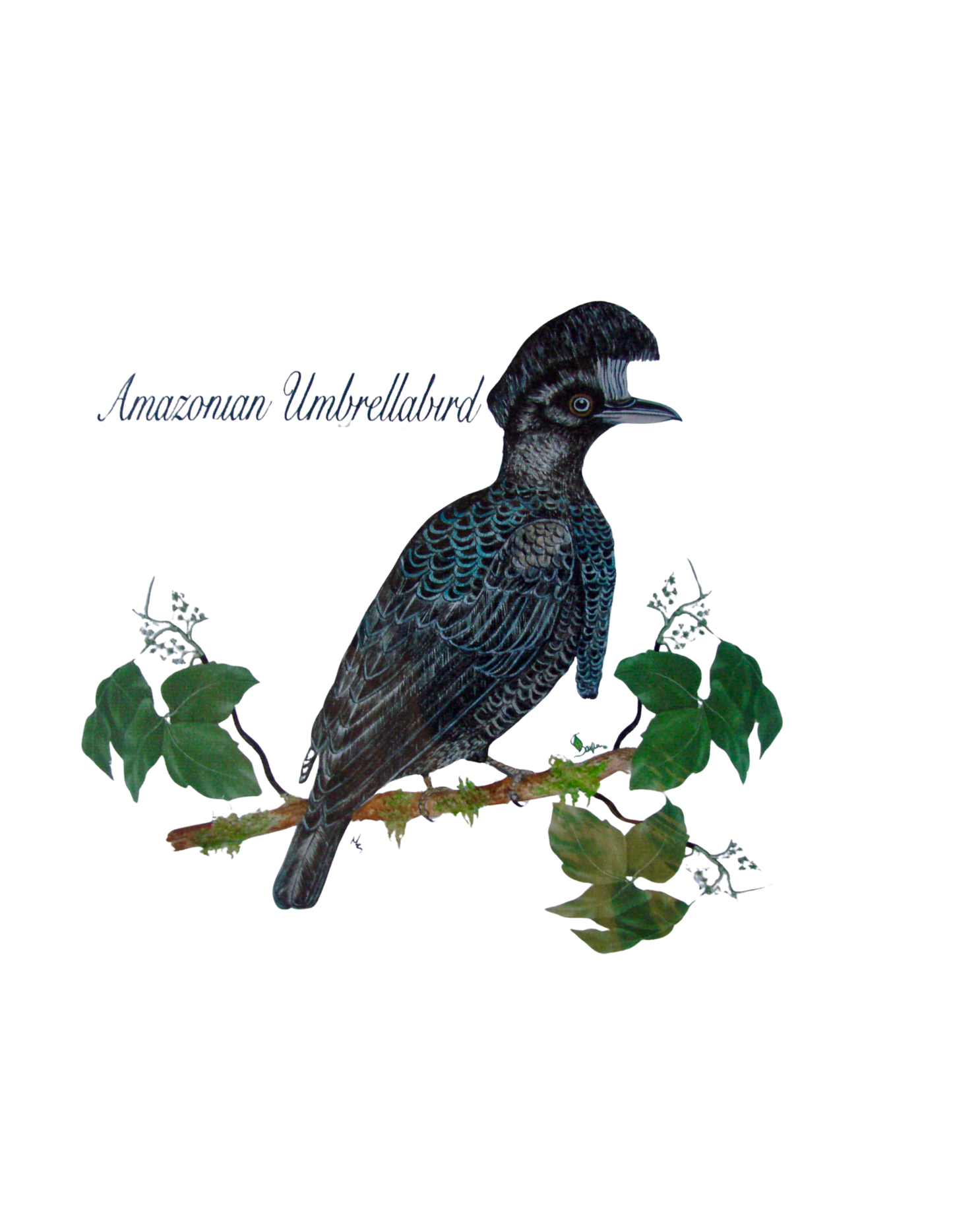 Hand-painted acrylic: Amazonian Umbrellabird by Lilly Sylva