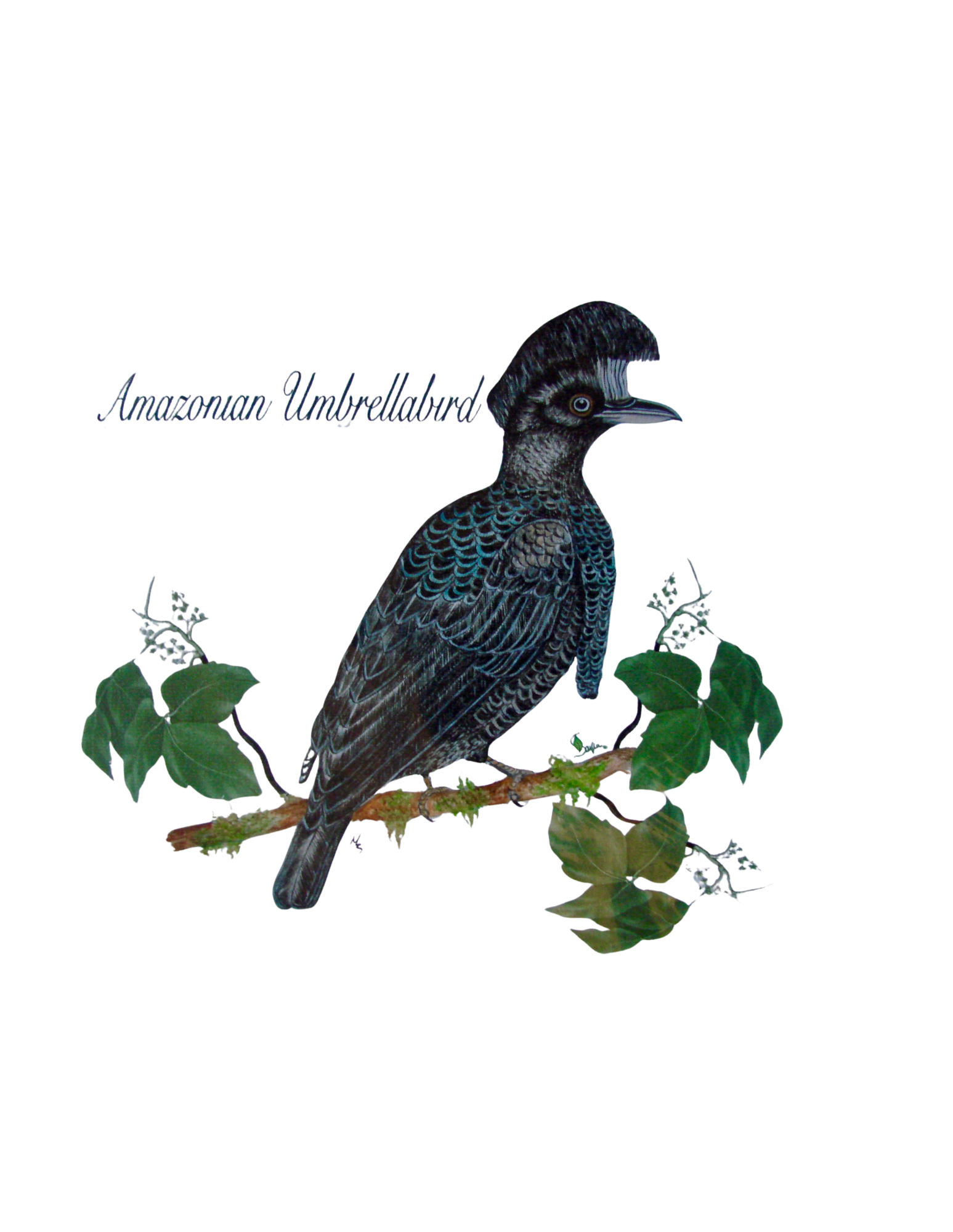 Hand-painted acrylic: Amazonian Umbrellabird by Lilly Sylva