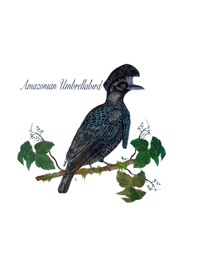 Hand-painted acrylic: Amazonian Umbrellabird by Lilly Sylva