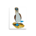 Blue-footed Booby art print