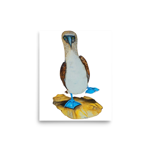 Blue-footed Booby art print