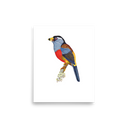 Toucan Barbet art print