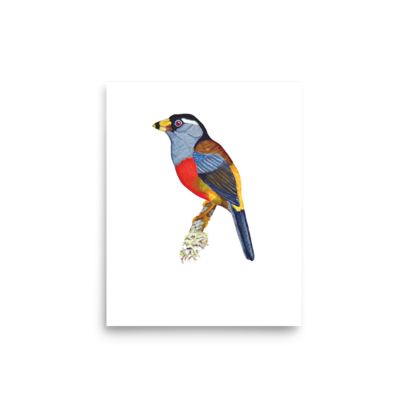 Toucan Barbet art print on matte paper, Printful mockup
