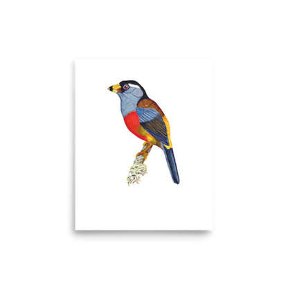 Toucan Barbet art print on matte paper, Printful mockup