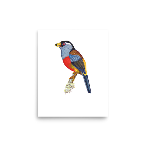 Toucan Barbet art print