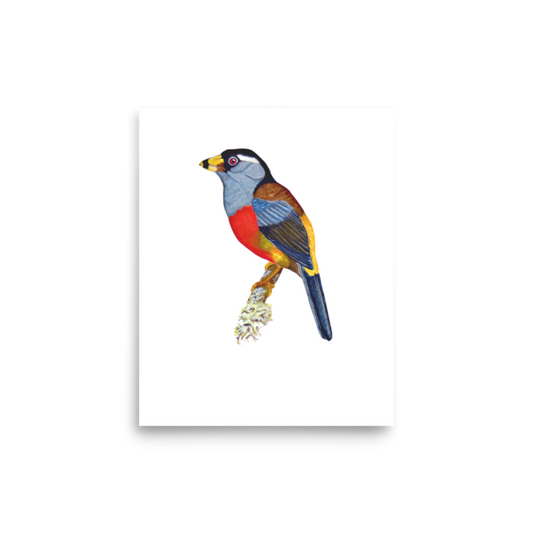 Toucan Barbet art print on matte paper, Printful mockup