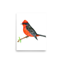 Vermilion Flycatcher art print