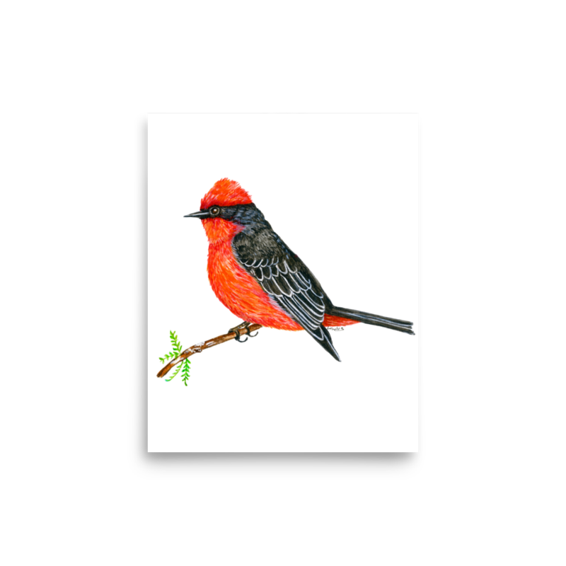 Vermilion Flycatcher art print on matte paper, Printful mockup