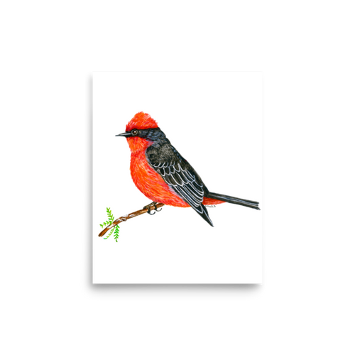 Vermilion Flycatcher art print
