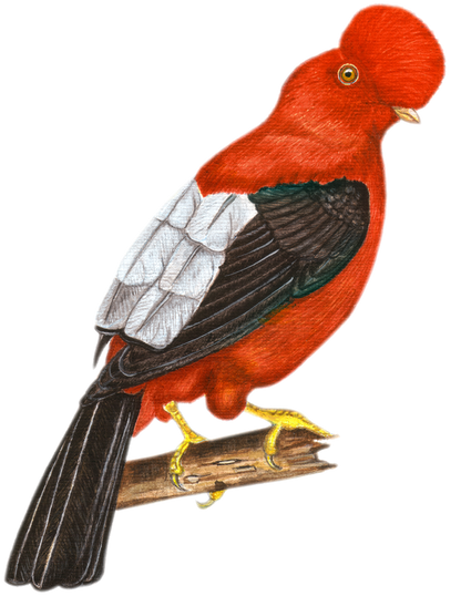 Hand-painted acrylic: Andean Cock-of-the-rock by Lilly Sylva