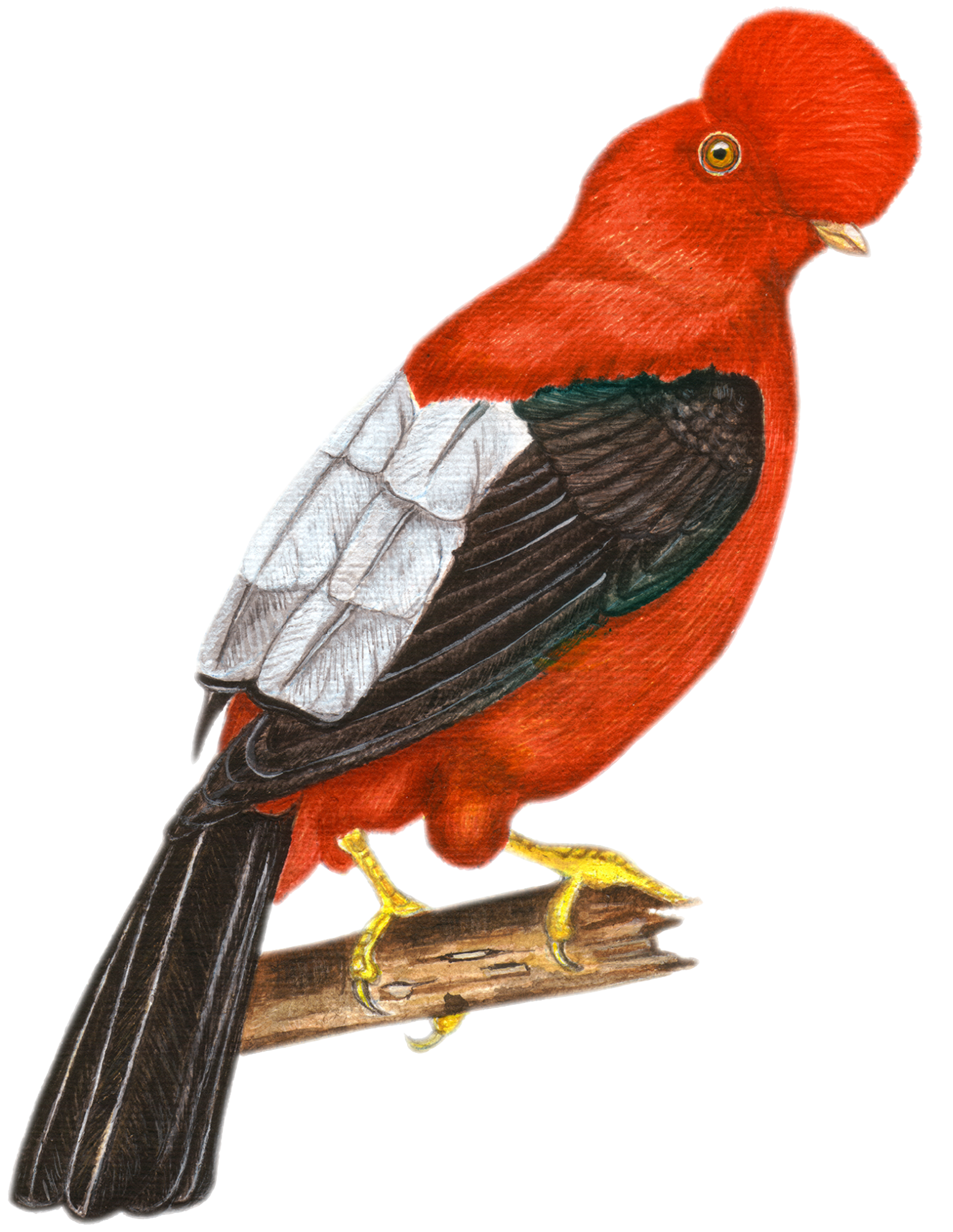 Hand-painted acrylic: Andean Cock-of-the-rock by Lilly Sylva