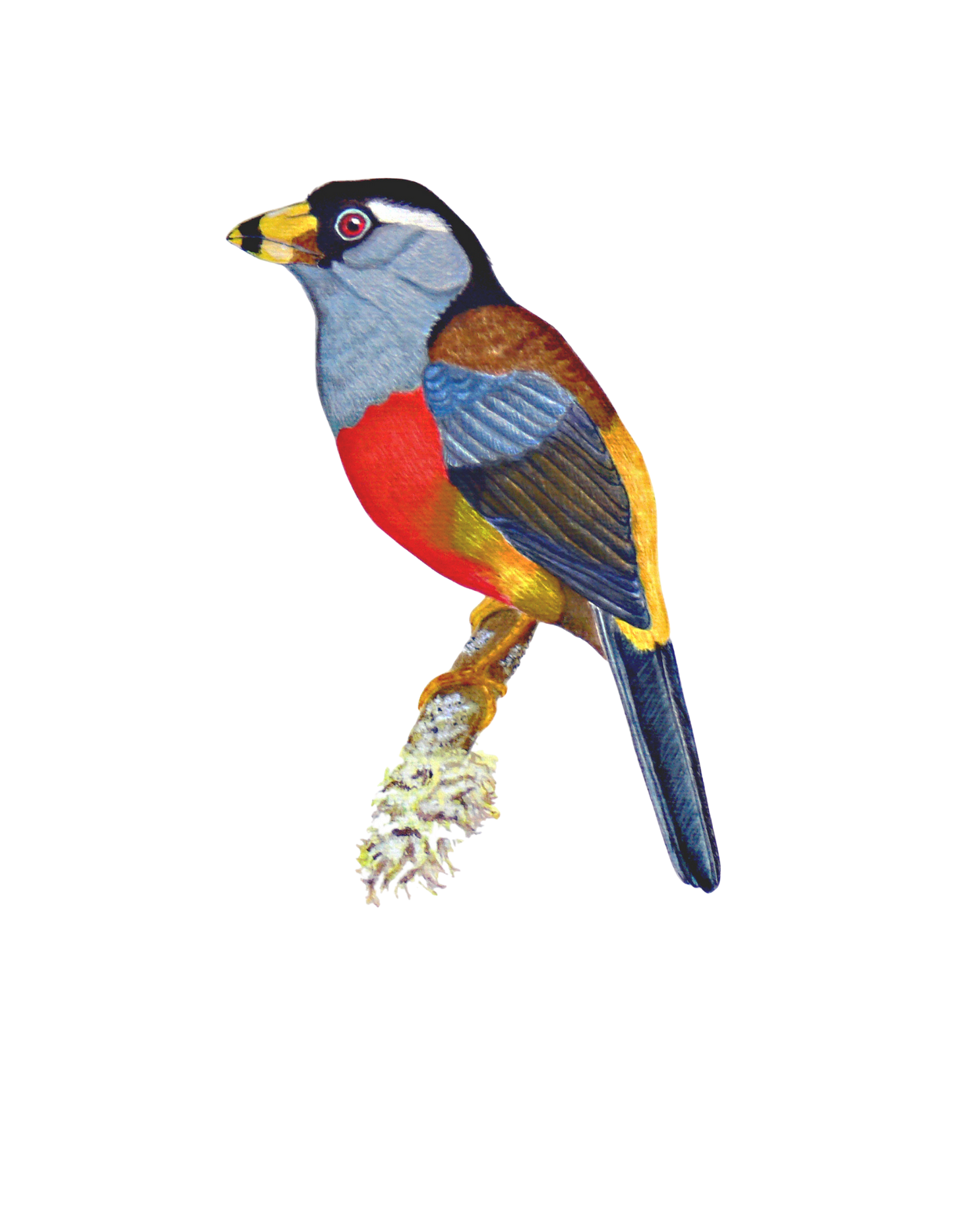 Hand-painted acrylic: Toucan Barbet by Lilly Sylva