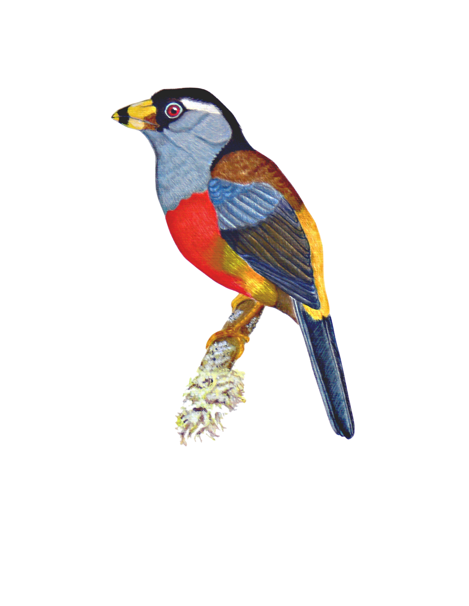 Hand-painted acrylic: Toucan Barbet by Lilly Sylva