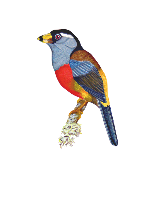 Hand-painted acrylic: Toucan Barbet by Lilly Sylva