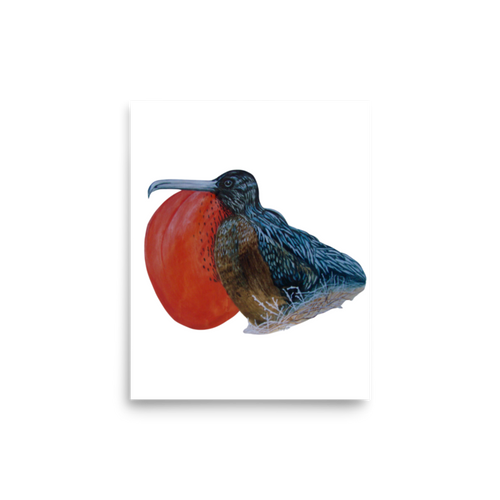 Galápagos Frigatebird art print