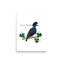 Amazonian Umbrellabird art print