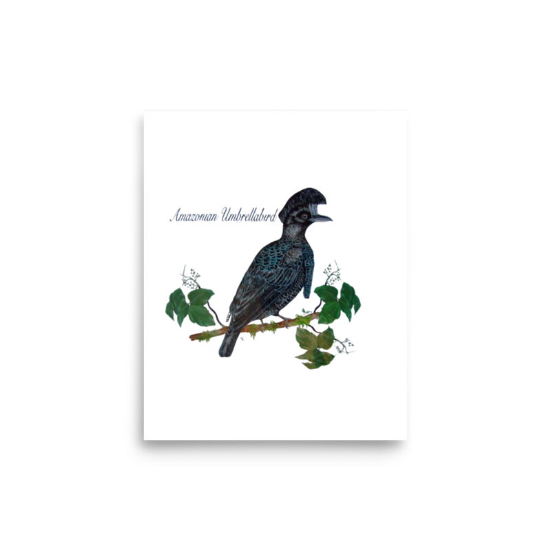 Amazonian Umbrellabird art print on matte paper, Printful mockup