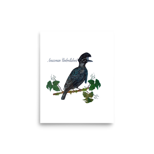 Amazonian Umbrellabird art print
