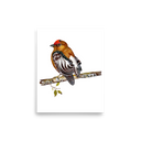 Club-winged Manakin art print