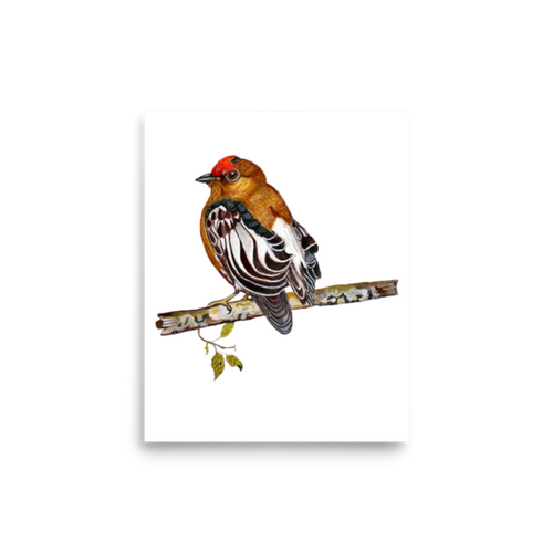 Club-winged Manakin art print