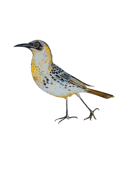 Original acrylic painting: hand-painted Galápagos Mockingbird by Lilly Sylva
