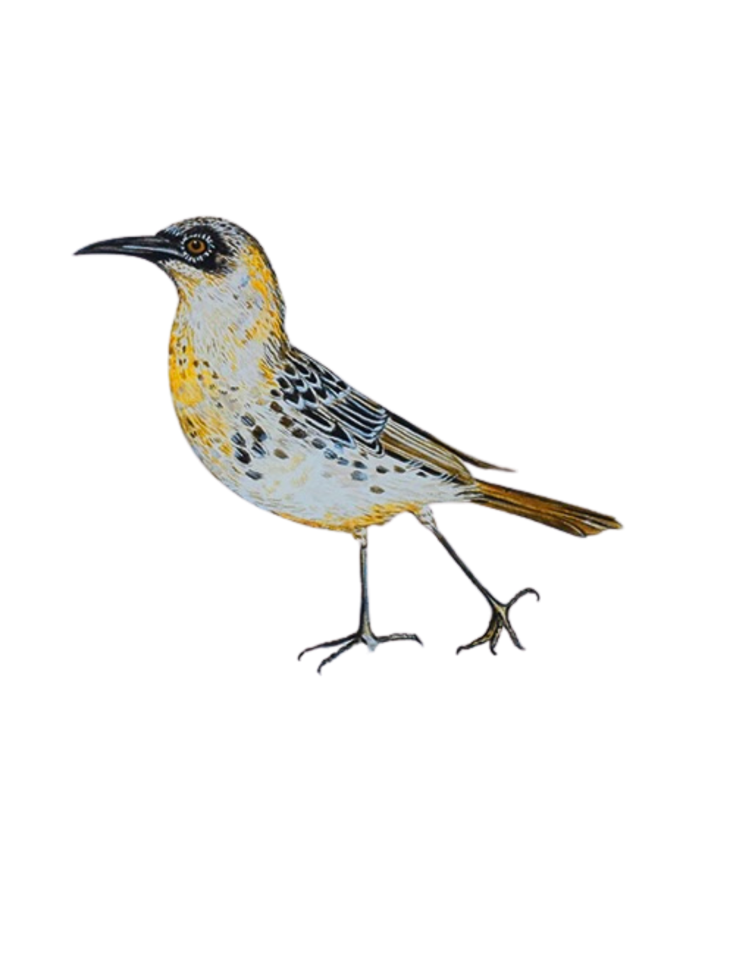 Hand-painted acrylic: Galápagos Mockingbird by Lilly Sylva
