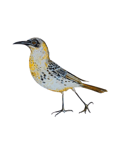 Hand-painted acrylic: Galápagos Mockingbird by Lilly Sylva