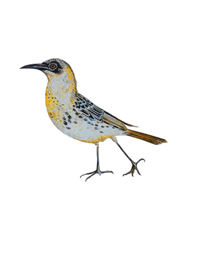 Hand-painted acrylic: Galápagos Mockingbird by Lilly Sylva
