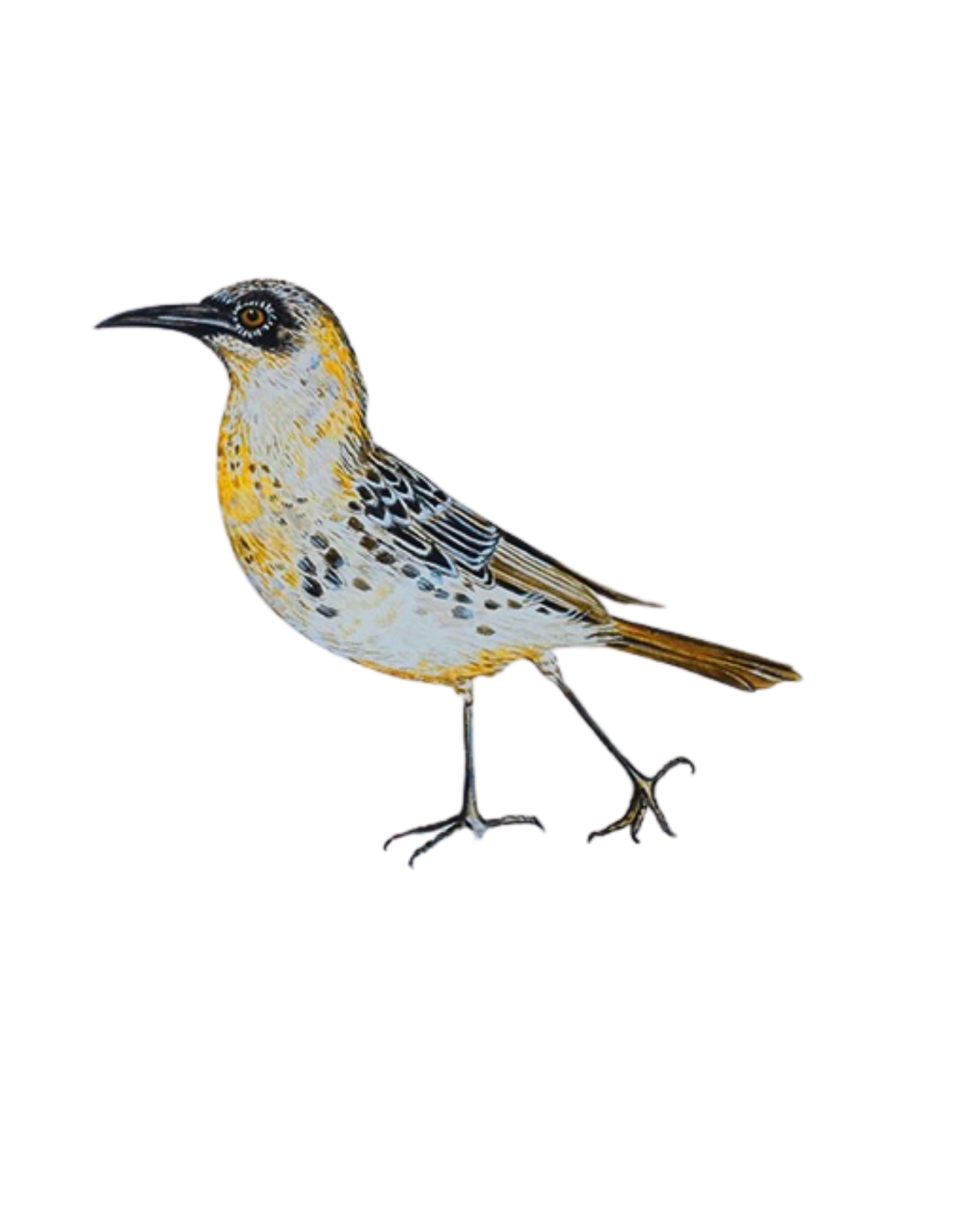 Hand-painted acrylic: Galápagos Mockingbird by Lilly Sylva