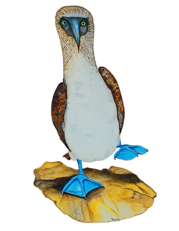 Hand-painted acrylic: Blue-footed Booby by Lilly Sylva