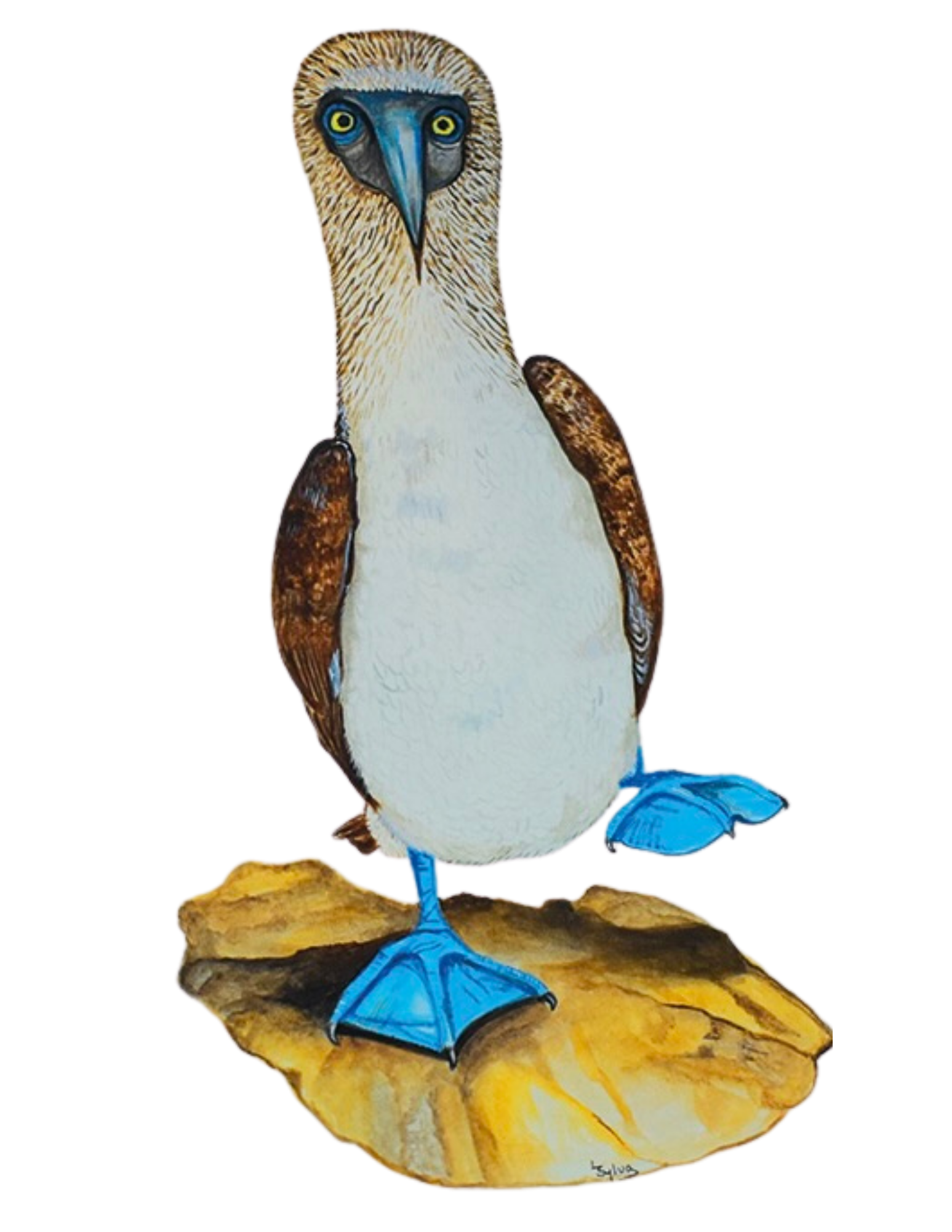 Hand-painted acrylic: Blue-footed Booby by Lilly Sylva