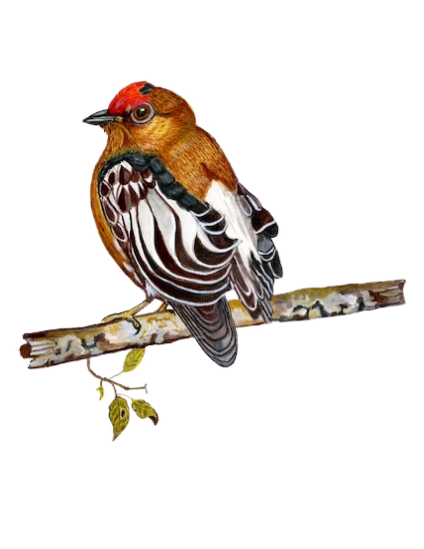 Hand-painted acrylic: Club-winged Manakin by Lilly Sylva