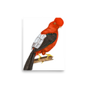 Andean Cock-of-the-rock art print