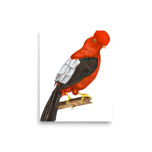 Andean Cock-of-the-rock art print