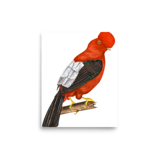 Andean Cock-of-the-rock art print on matte paper, Printful mockup