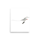 Red-billed Tropicbird art print