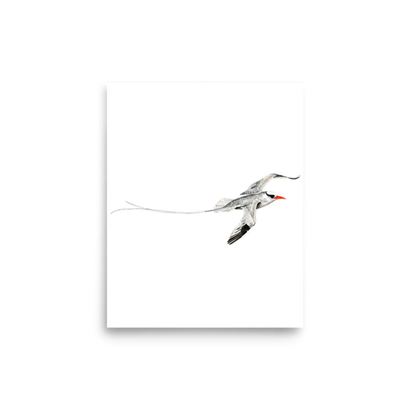 Red-billed Tropicbird art print on matte paper, Printful mockup