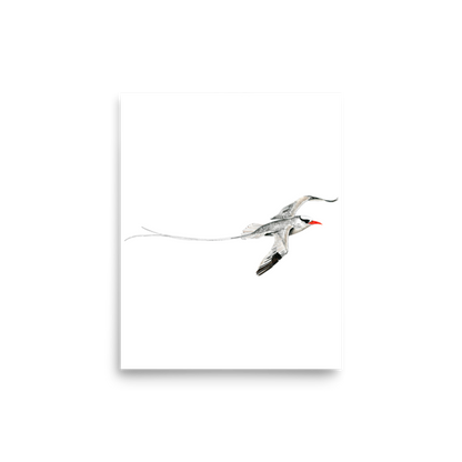 Red-billed Tropicbird art print on matte paper, Printful mockup