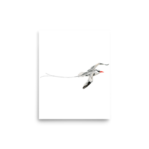 Red-billed Tropicbird art print